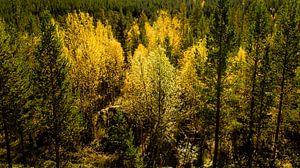 Bomen in herfstkleuren van Johan Zwarthoed