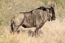 Blue Wildebeest en Profil