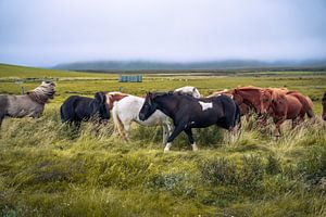 Majestic Icelandic horses
