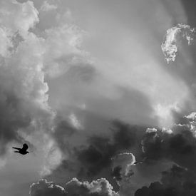 Vlieg in zwart-wit naar de zon. von Pierre Timmermans
