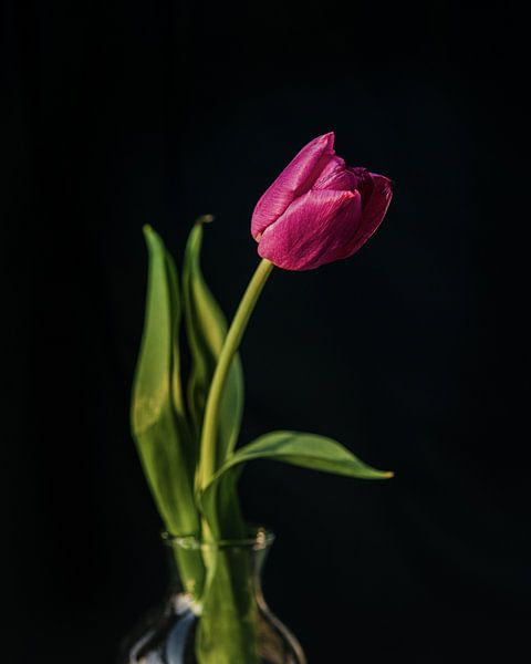 Violette Tulpe von Wendy Bos