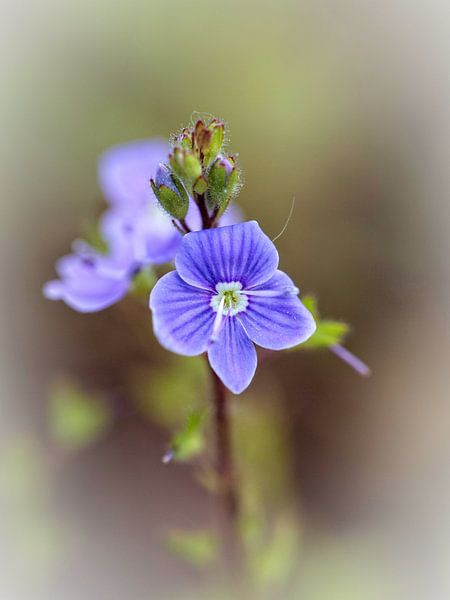 Ereprijs by Rob Boon