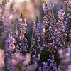 Heather by Evelyne Renske
