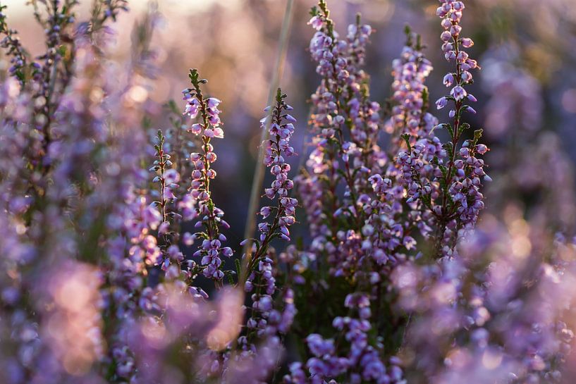 Heather by Evelyne Renske