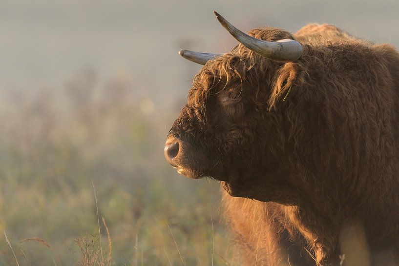 Porträt eines schottischen Highlanders von Richard Guijt Photography