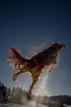 Een hond die springt van vreugde van Stephan Zaun