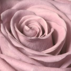 Rose von Jessica Berendsen