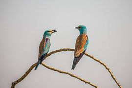 Rouleau, Rouleau européen, Coracias garrulus