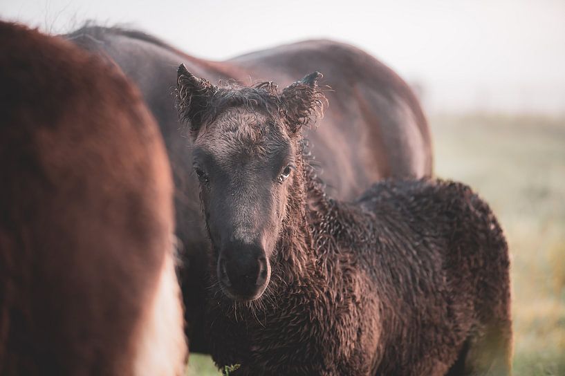brown foal by Tania Perneel