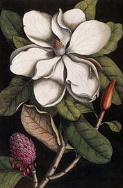 Mark Catesby – White Flower | Botanical Illustration