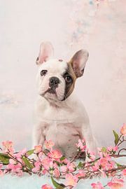 Welpe einer französischen Bulldogge von Elles Rijsdijk