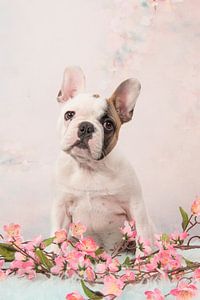 Welpe einer französischen Bulldogge