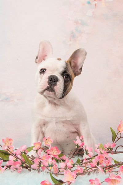 Franse bulldog pup van Elles Rijsdijk
