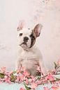Franse bulldog pup van Elles Rijsdijk thumbnail