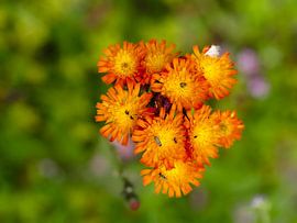 Hawkweed with guests by Roger Trelou