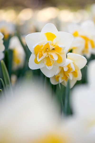 Daffodils in the evening light by Tamara Witjes