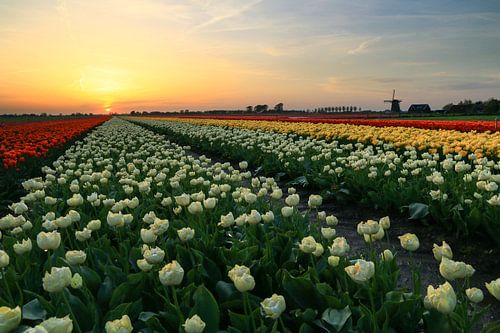 Tulip field with mill