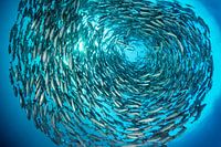 In Circles