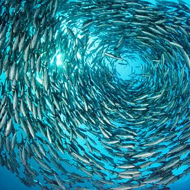 In Circles by Norbert Probst