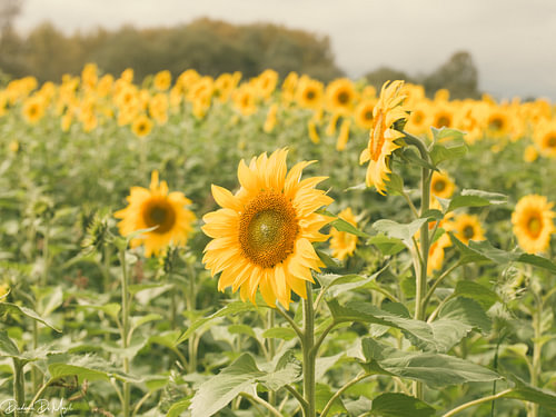 Zonnebloemen