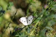 Close-up van een vlinder (koolwitje vlinder) van Reiner Conrad thumbnail