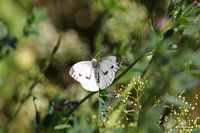 Close-up van een vlinder (koolwitje vlinder)