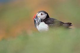 Puffin with fish by Elles Rijsdijk