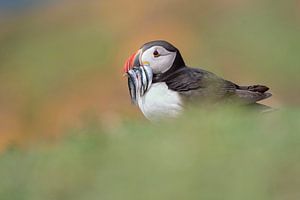 Papageientaucher mit Fisch