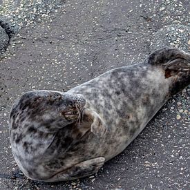 Animal photography - Grey seal... by Bert v.d. Kraats Fotografie