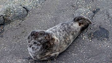 Animal photography - Grey seal... by Bert v.d. Kraats Fotografie