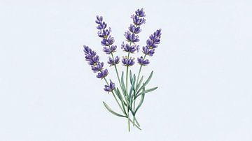 Provencal Lavender Study: Elegant Watercolor Botanical Illustration by Syapaat syapaat