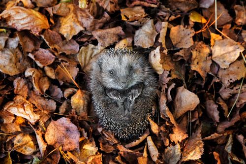 Europese egel (Erinaceus Europaeus) slapend in herfstbladeren