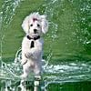 Chien blanc debout dans l'eau qui éclabousse sur Maud De Vries
