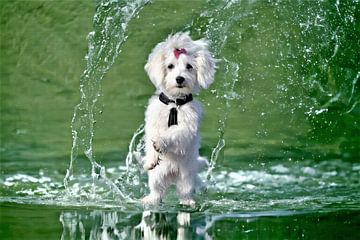 Wit rechtop staand hondje in opspattend water van Maud De Vries