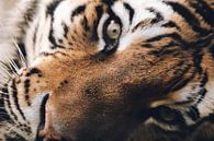 Tiger close-up van Mark Zanderink thumbnail