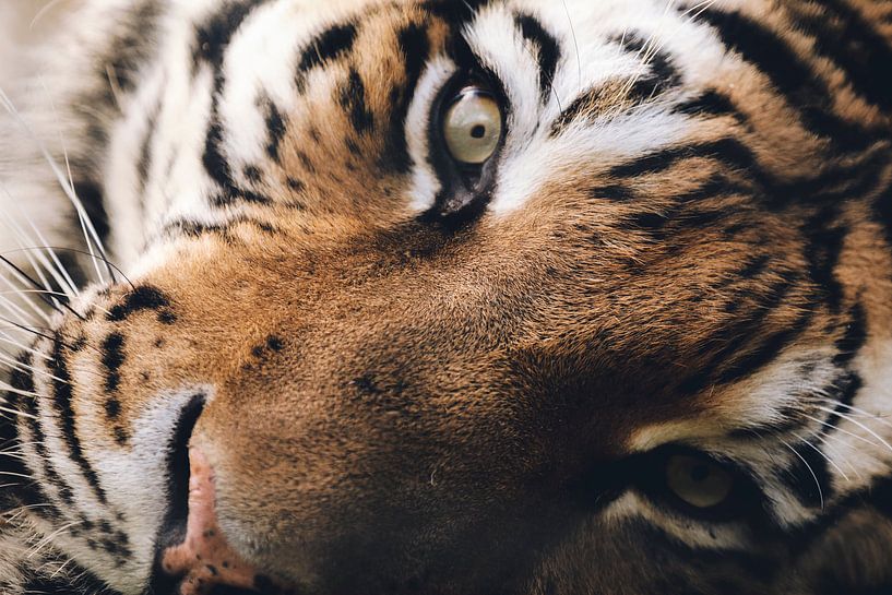 Tiger close-up van Mark Zanderink