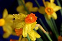 voorjaar! de narcis bloeit