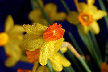 spring! the daffodil blooms