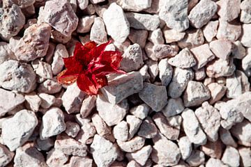 Fleur rouge sur pierres