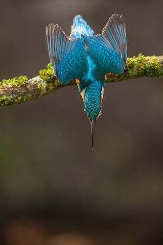 IJsvogel gefotografeerd in het Gooi