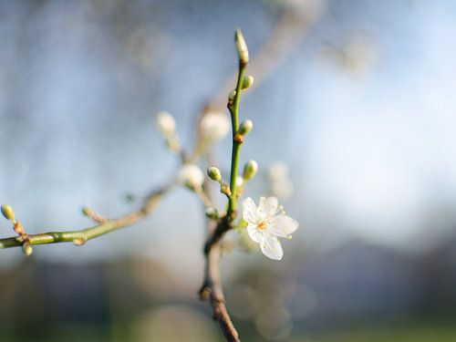 Lente Bloesem 3