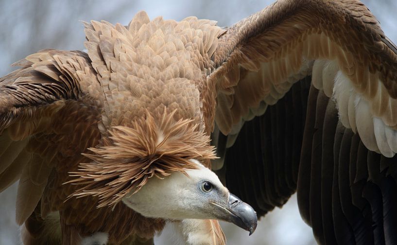 Gänsegeier von Nick Wendt