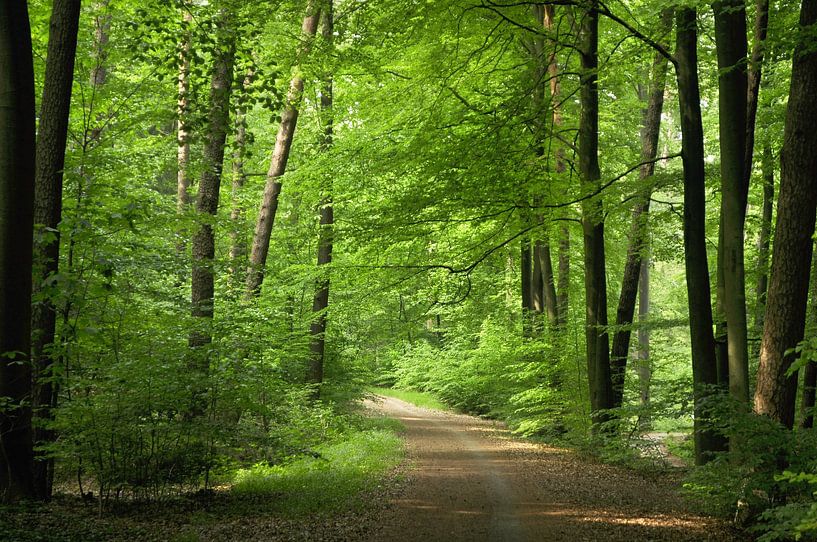 Wandelen in een groen bos van Corinne Welp