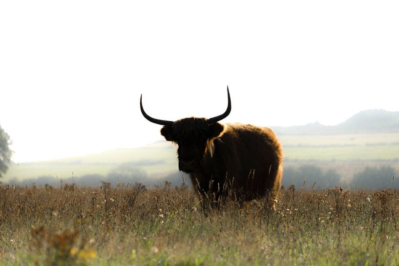 Schottischer Highlander mit Hintergrundbeleuchtung von Ans Bastiaanssen