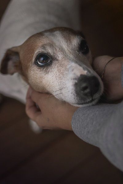 Hond in Handen van Tom Paquay