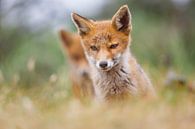 red fox cubs von Pim Leijen Miniaturansicht