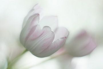 Tulpen van Sandra Hoogenveen