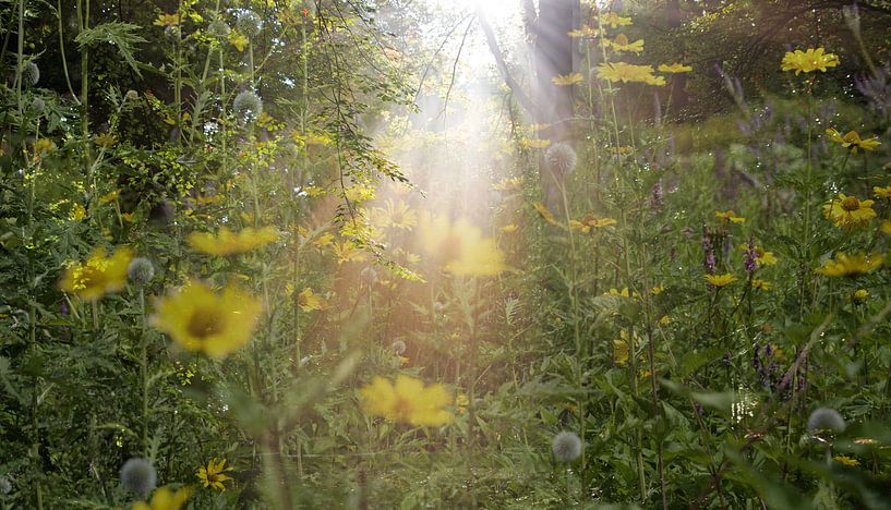 Asserbos édité de manière créative par Henriette Tischler van Sleen