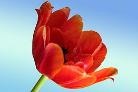 SPRING TULIP IN ORANGE by Photoart-Naegele