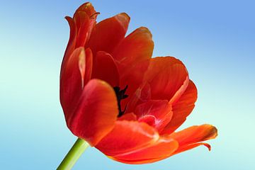 LENTETULP IN ORANJE van Photoart-Naegele